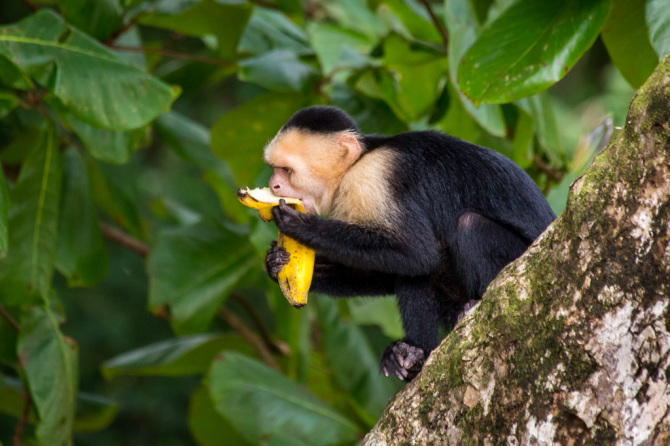 Monkey Eating Stolen Banana